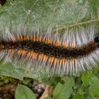 Lasiocampidae Raupe (Euglyphis sp.)