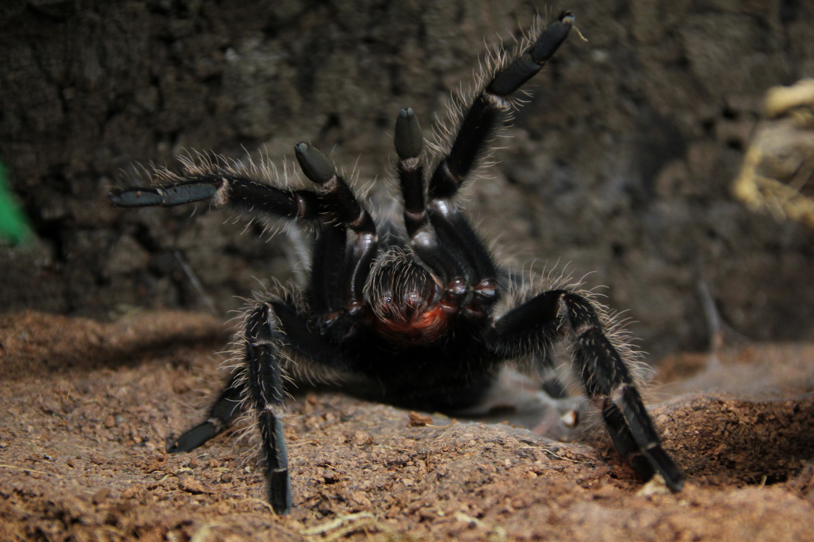 lasiodora klugi