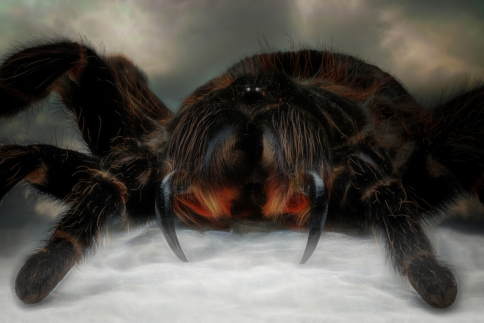 Lasiodora parahybana Foto & Bild tiere, zoo, wildpark & falknerei