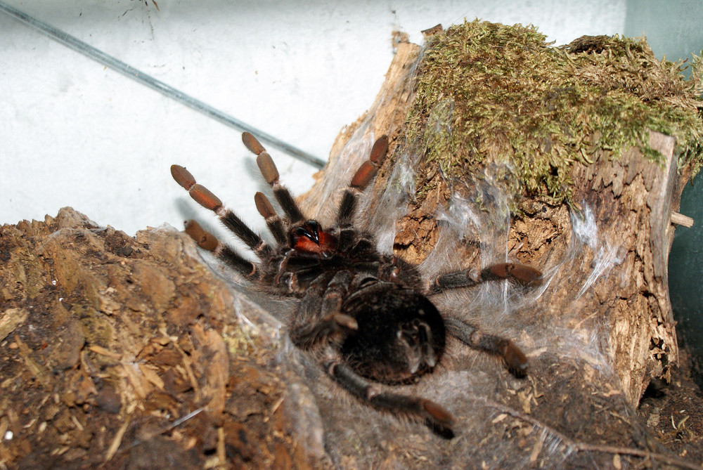 Lasiodora parahybana