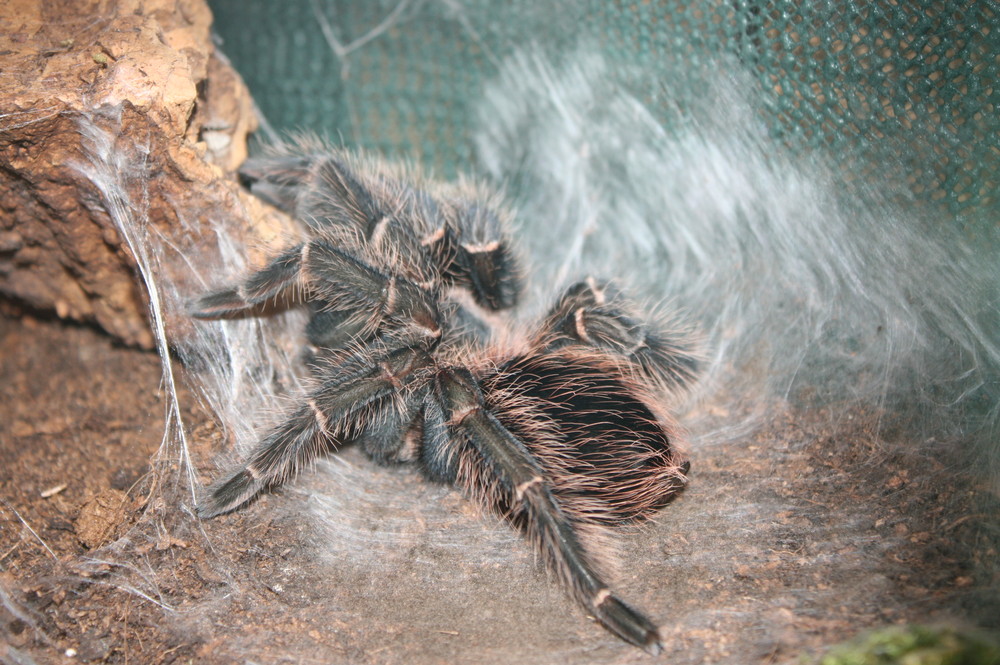 lasiodora parahybana