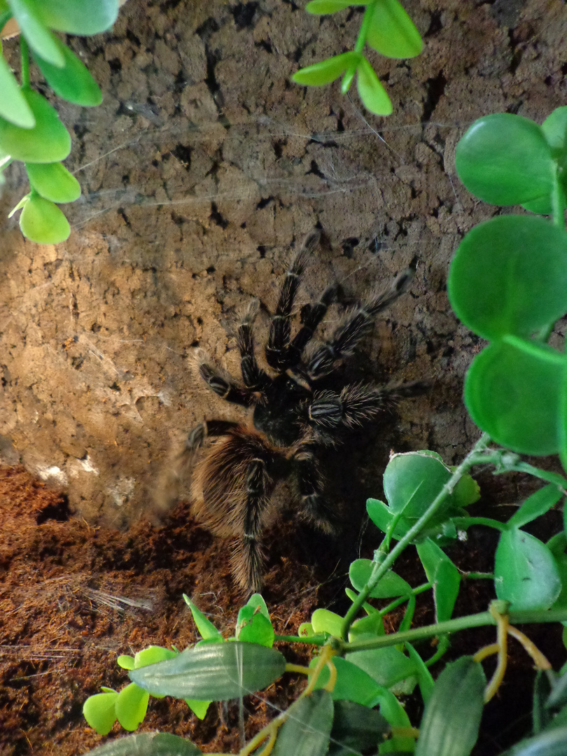 Lasiodora Parahybana - brasilianische Riesenvogelspinne