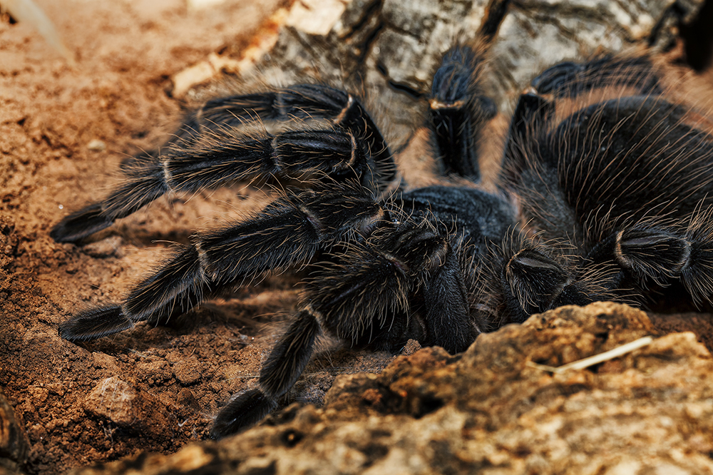 lasiodora parahybana lies in ambush....