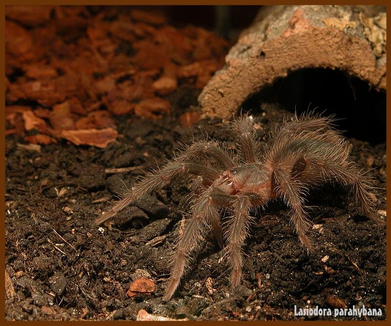 Lasiodora parahybana Spiderling