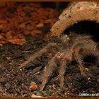 Lasiodora parahybana Spiderling