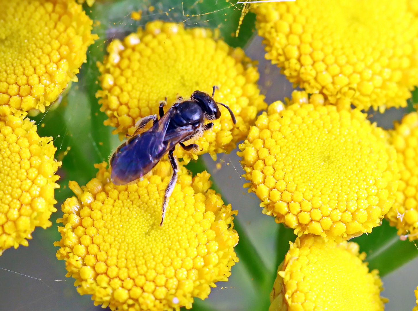  Lasioglossum