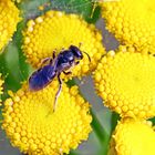  Lasioglossum