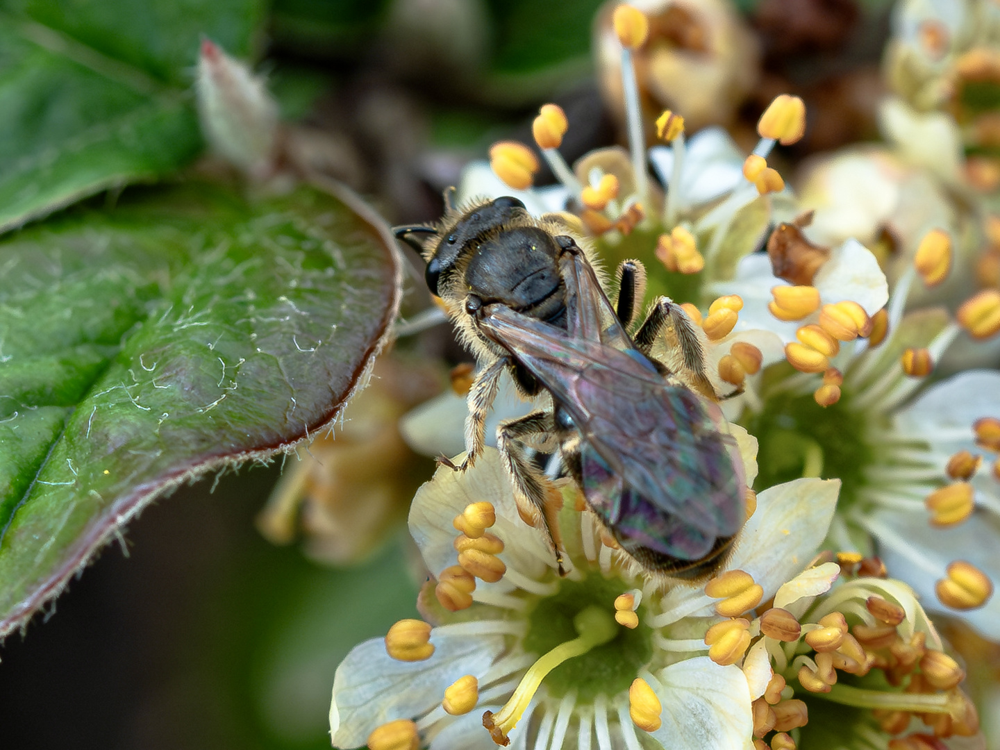 Lasioglossum