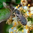 Lasioglossum