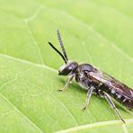 Lasioglossum sexnotatum