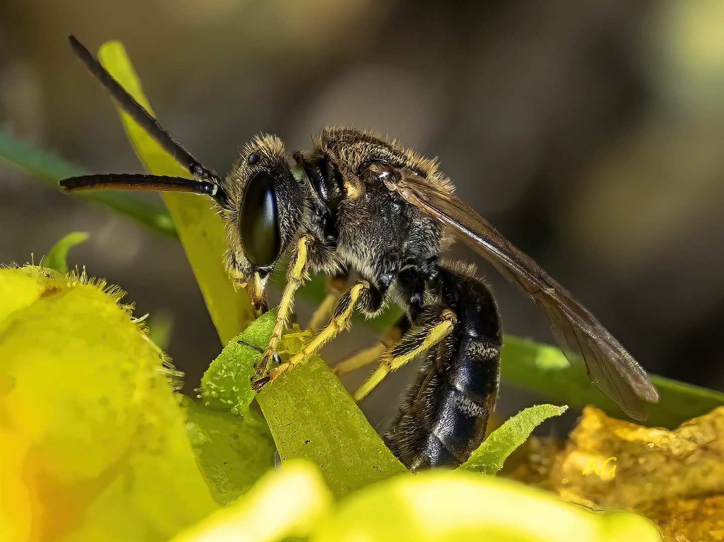 lasioglossum sp.