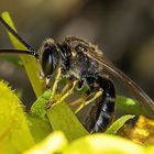 lasioglossum sp.