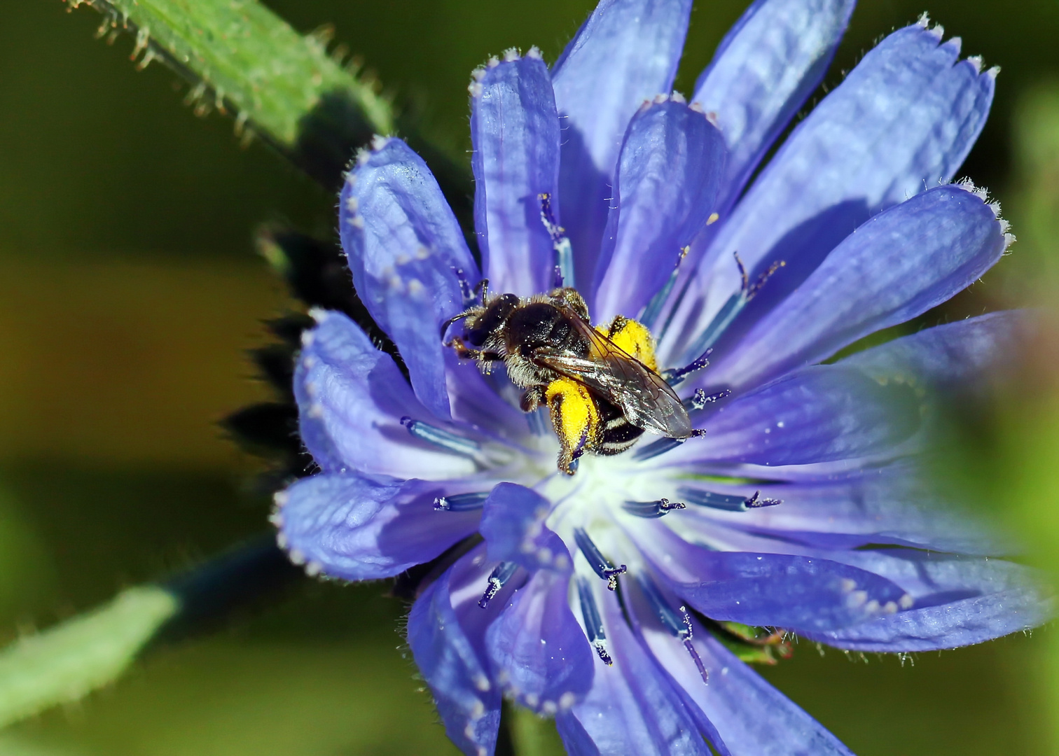 Lasioglossum spec.