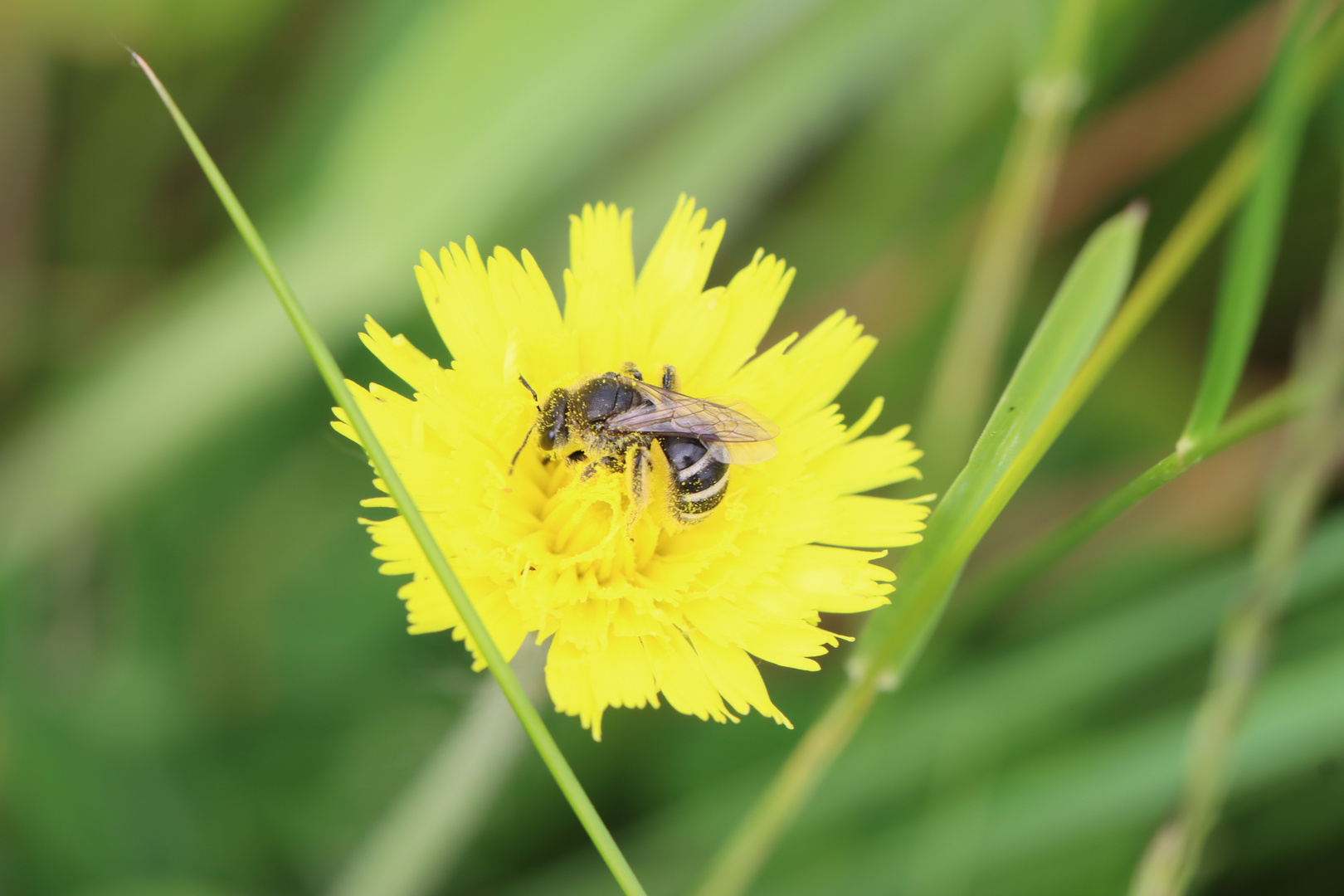 Lasioglossum spec. (Leuchalictus)