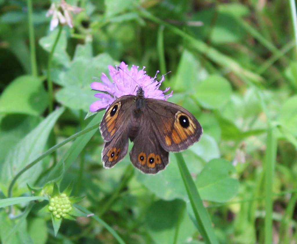 Lasiommata maera Braunauge Foto & Bild schmetterlinge, natur