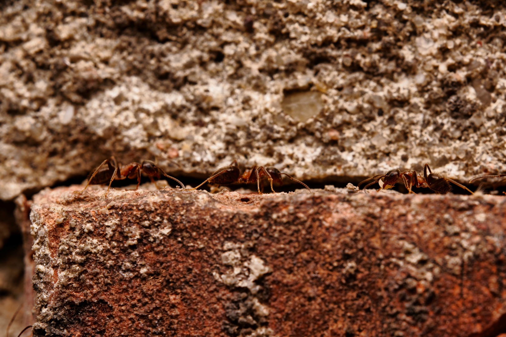 Lasius emarginatus