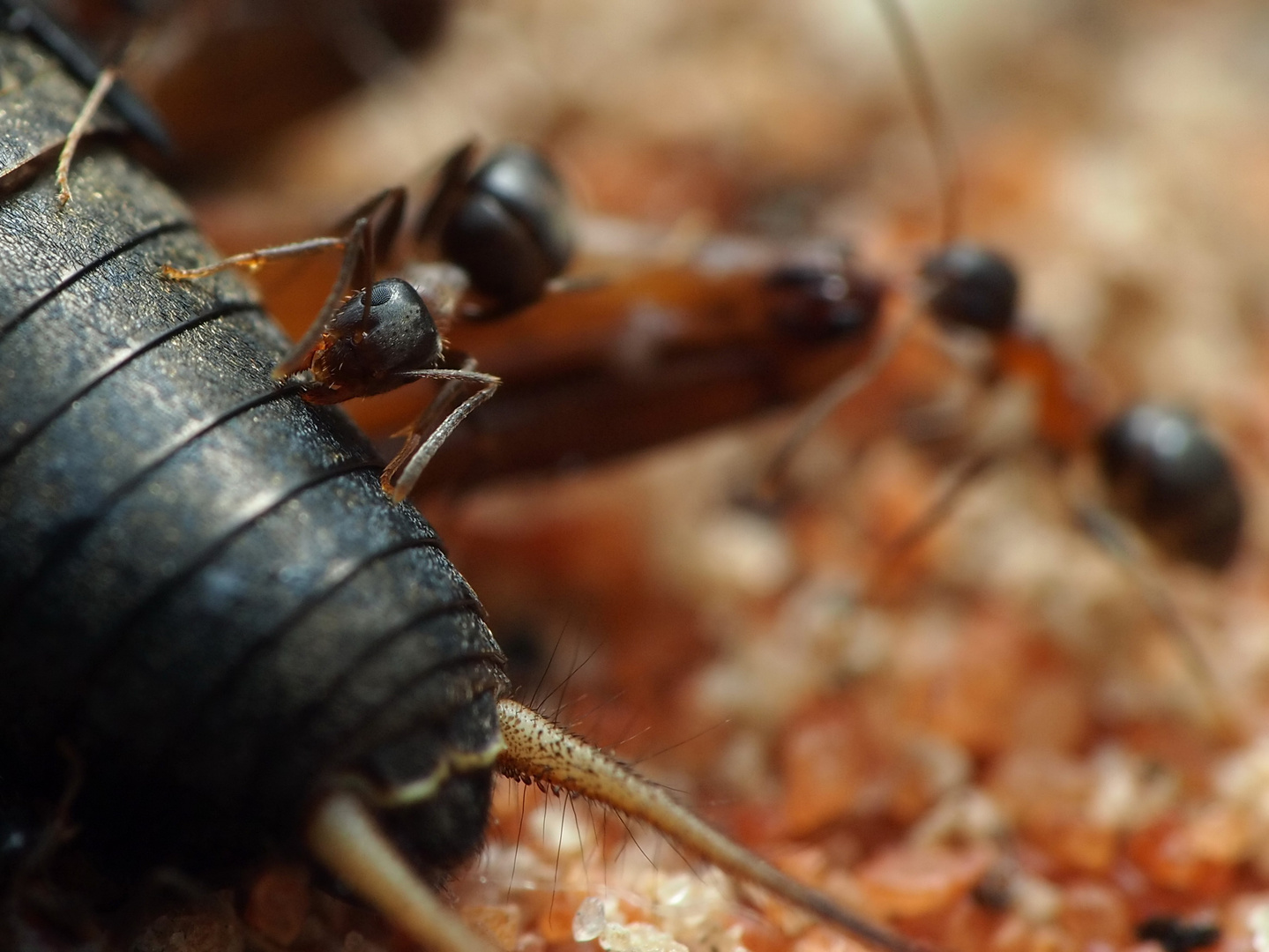 Lasius emarginatus Arbeiterin