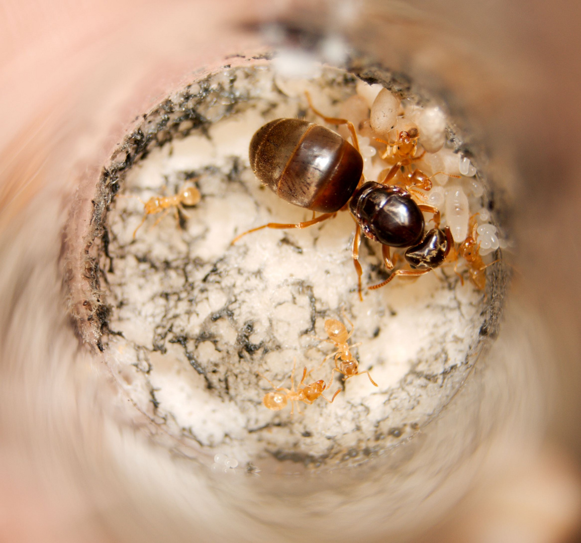 Lasius flavus mit Pygmäen