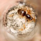 Lasius flavus mit Pygmäen