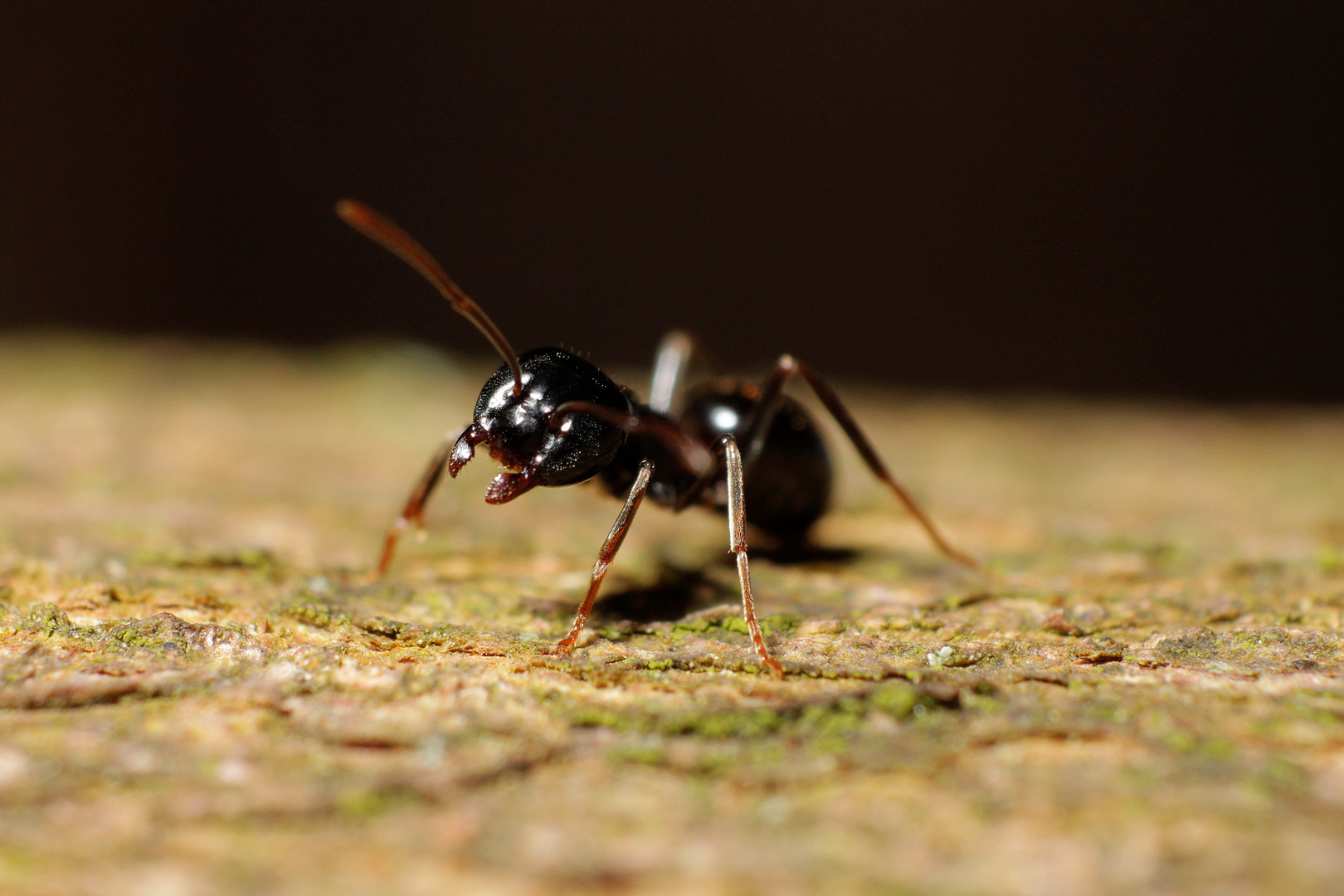 Lasius Fuliginosus