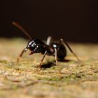 Lasius Fuliginosus