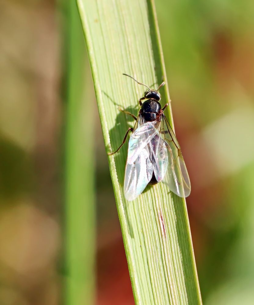 Lasius niger + 2 Bilder Foto & Bild natur, insekten, tiere Bilder auf
