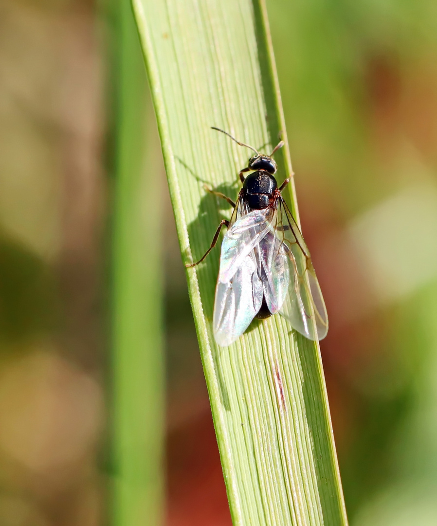 Lasius niger + 2 Bilder