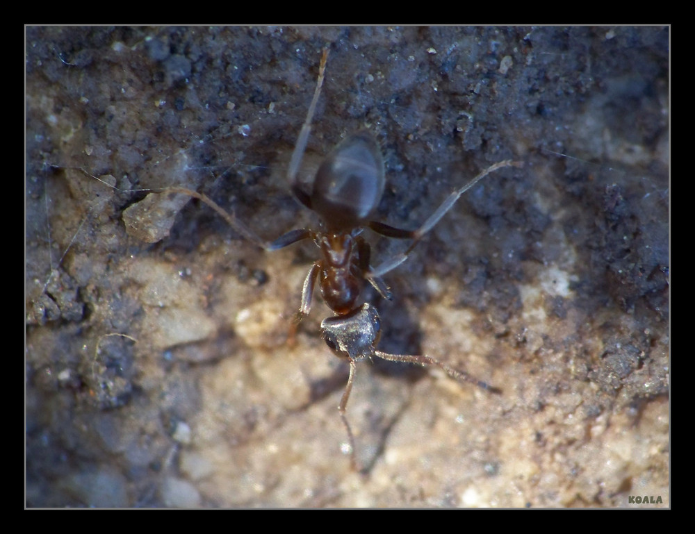 lasius niger