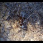 lasius niger