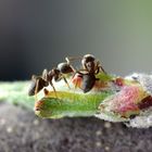 Lasius niger