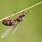 Lasius niger