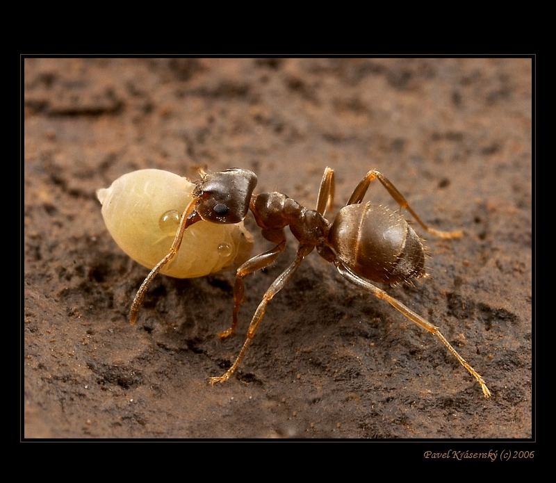 Lasius niger