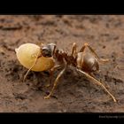 Lasius niger