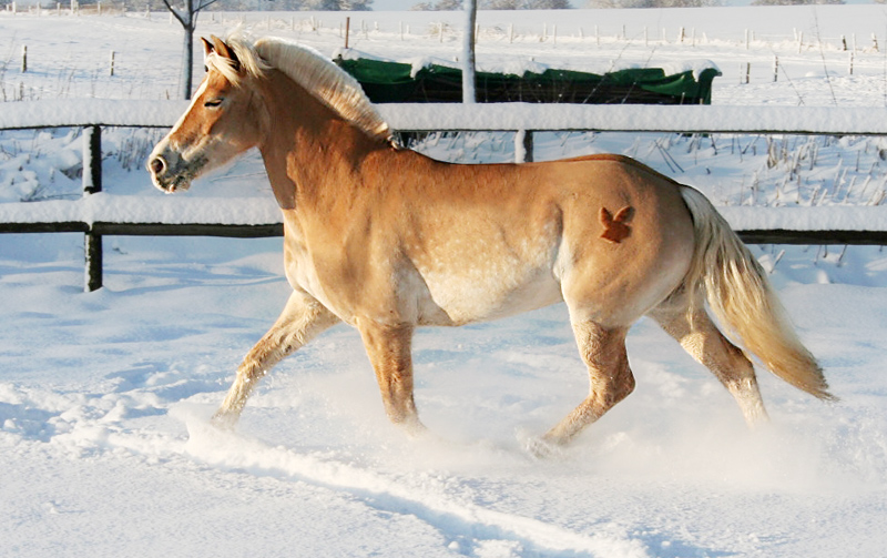 Laska im schnee