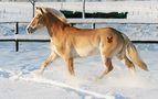 Laska im schnee von Dwee Zill