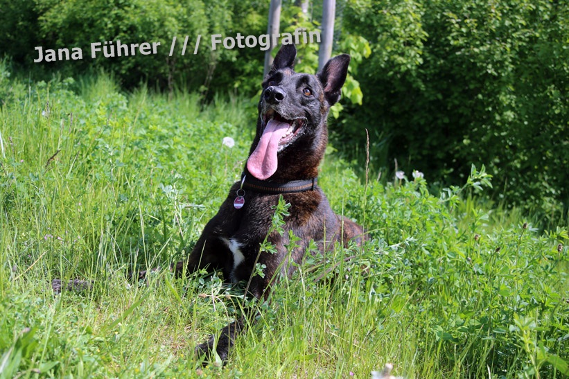 Lasko, Holländischer Schäferhund