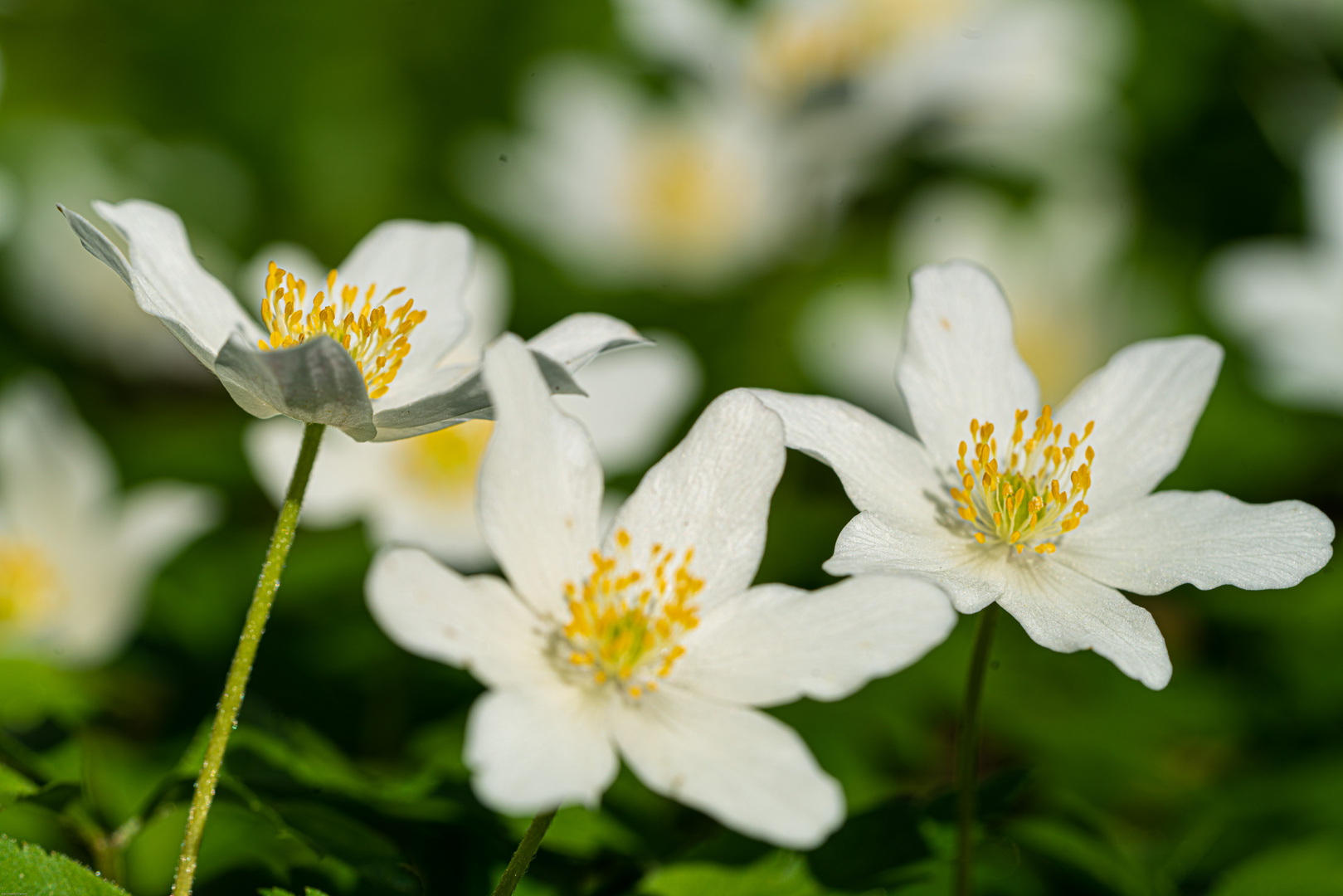 Lass Blumen sprechen 2