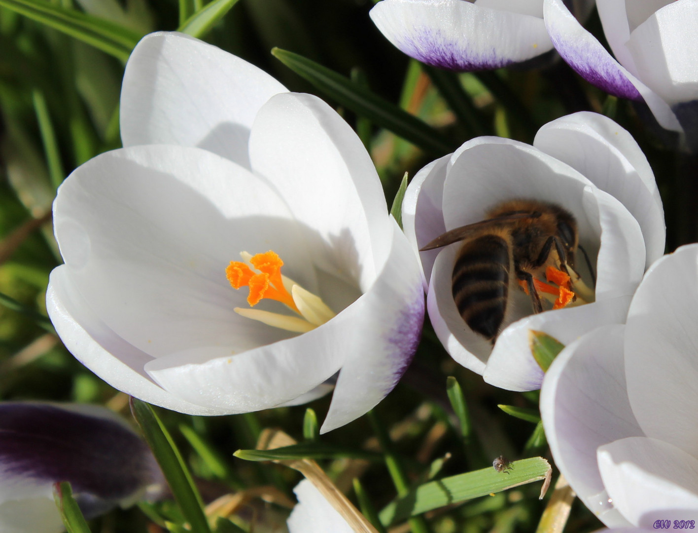 ...lass' den Frühling herein - I -