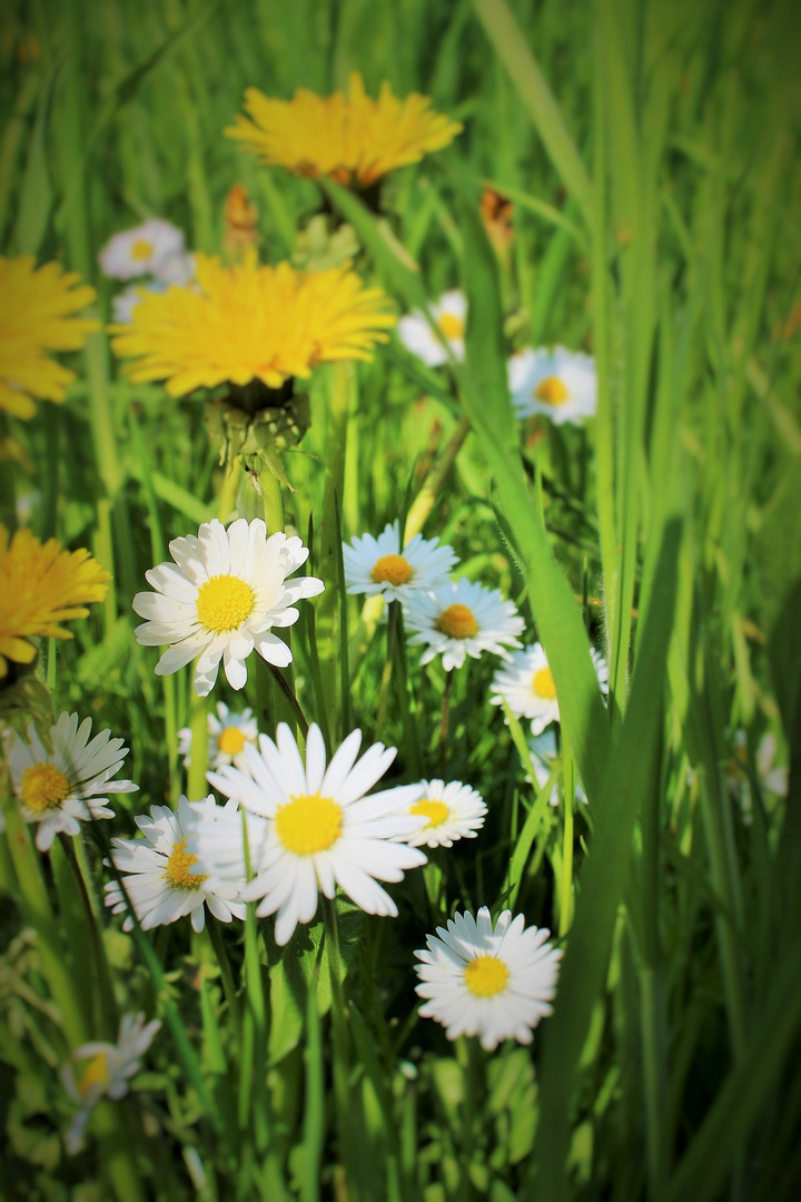 Lass den Frühling rein