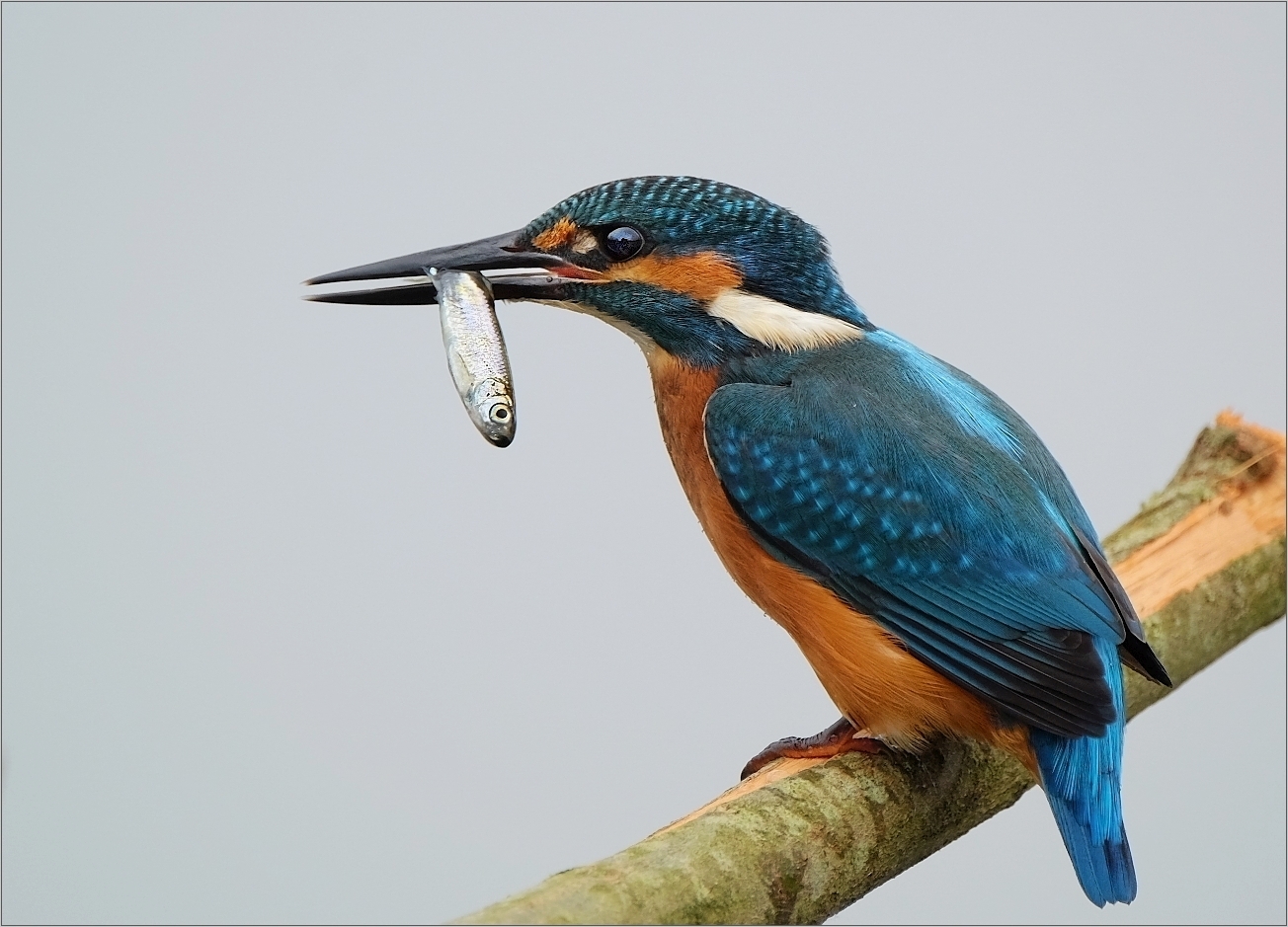 Lass Den Kopf Nicht Hangen Foto Amp Bild Natur Alcedo