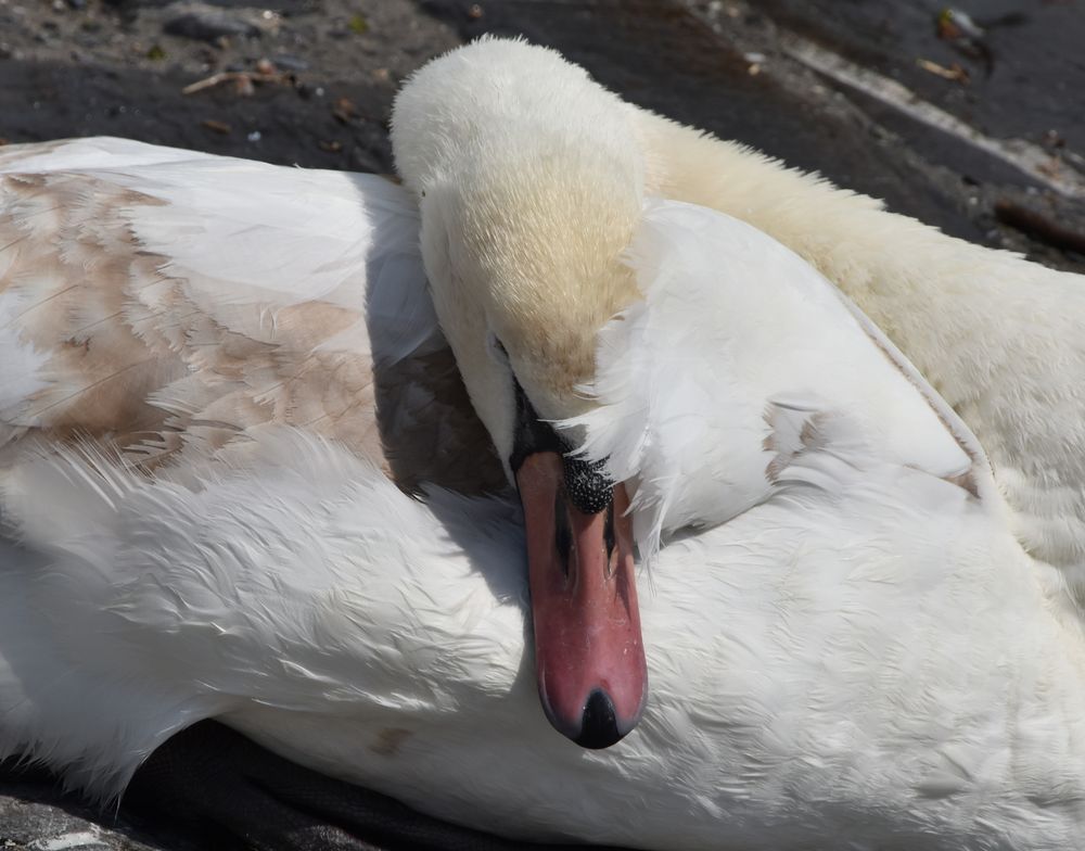 Lass dich nicht stören schöner Jungschwan...