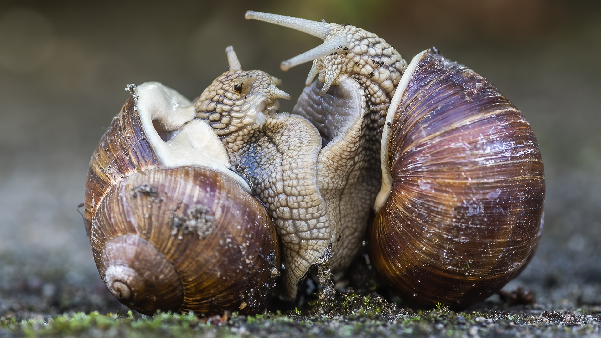 … Lass Dich umarmen, meine Schnecke …