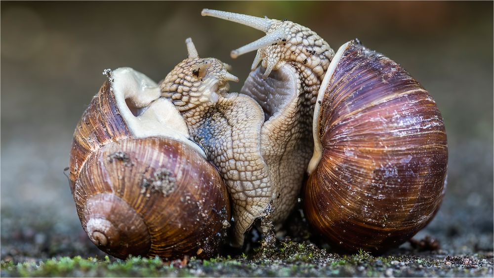 … Lass Dich umarmen, meine Schnecke …