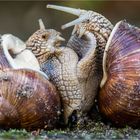 … Lass Dich umarmen, meine Schnecke …