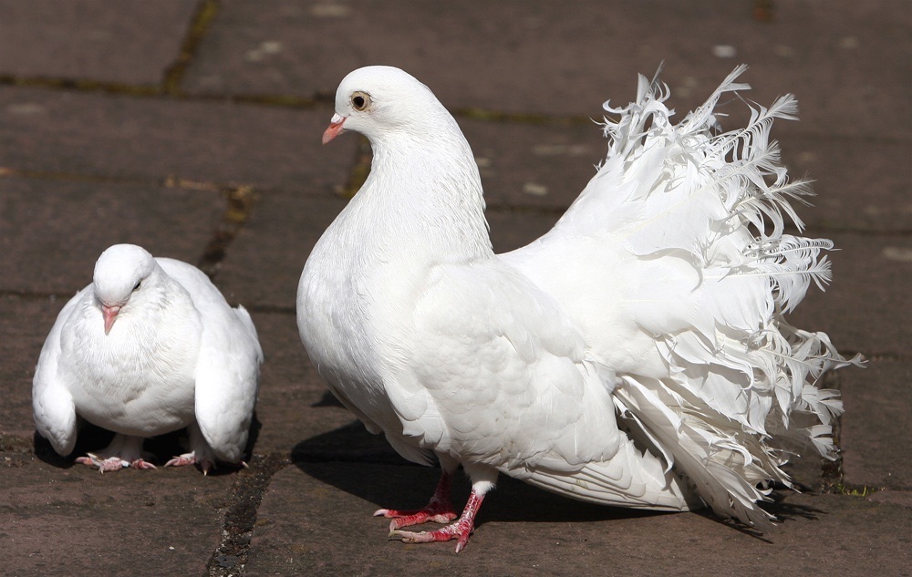 Laß die Flügel nicht hängen, Kleine