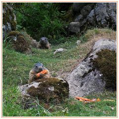 Lass die Pfanne in der Höhle... heut gibt’s Fingerfood !