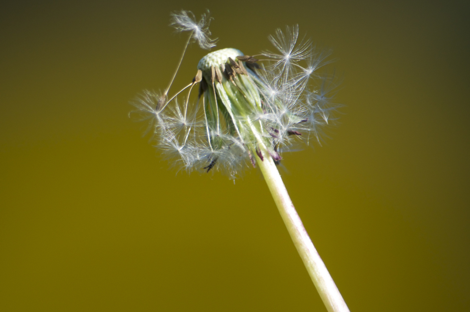 lass die Schirme fliegen