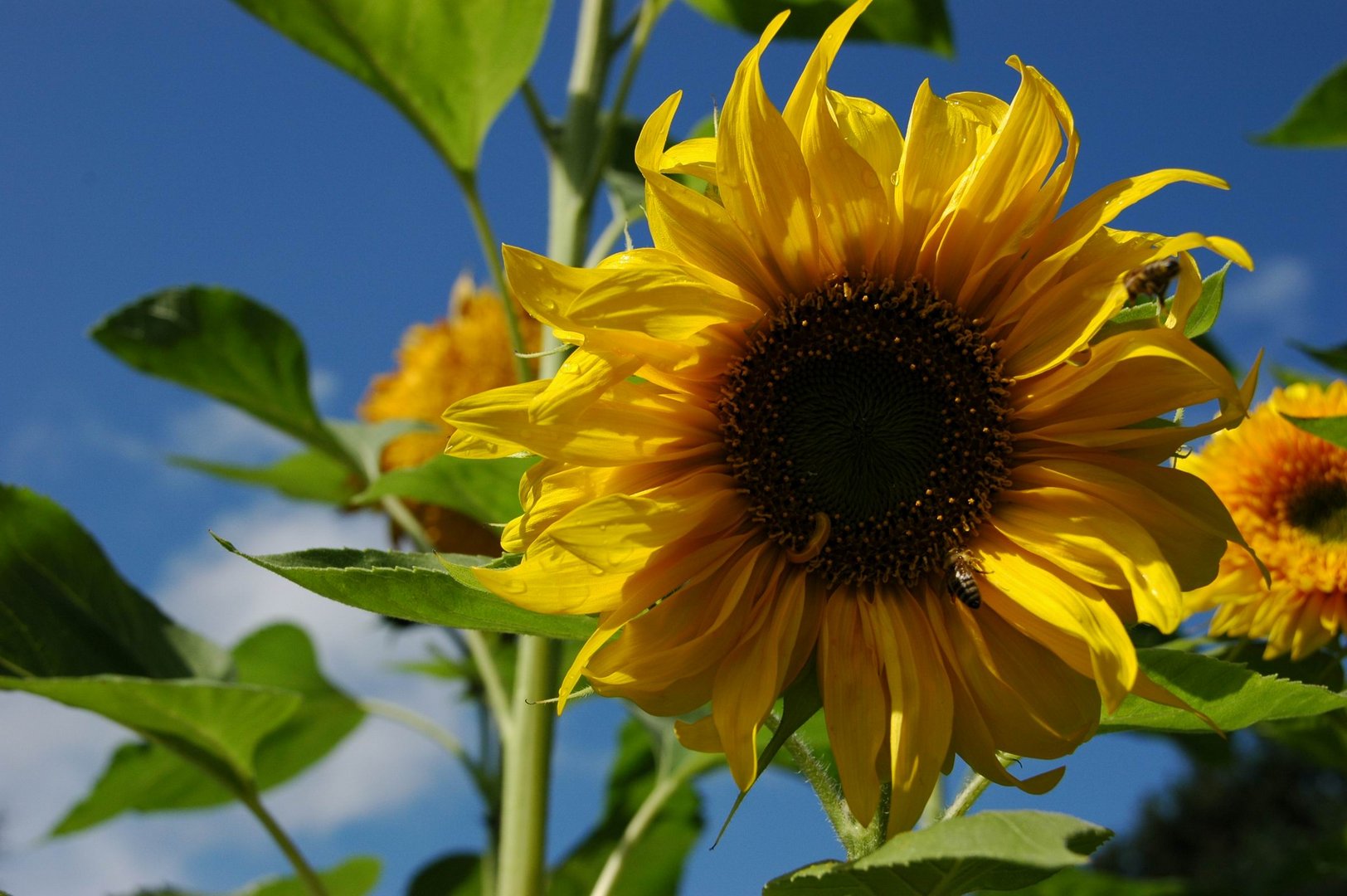 Laß die Sonne in Dein Herz