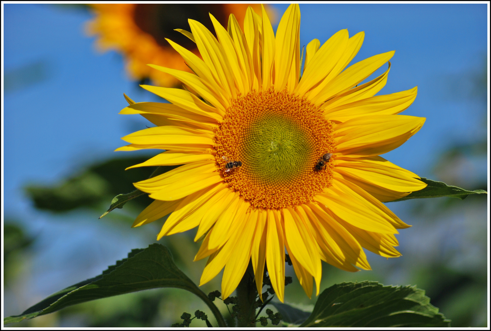 Lass die Sonne in Dein Herz