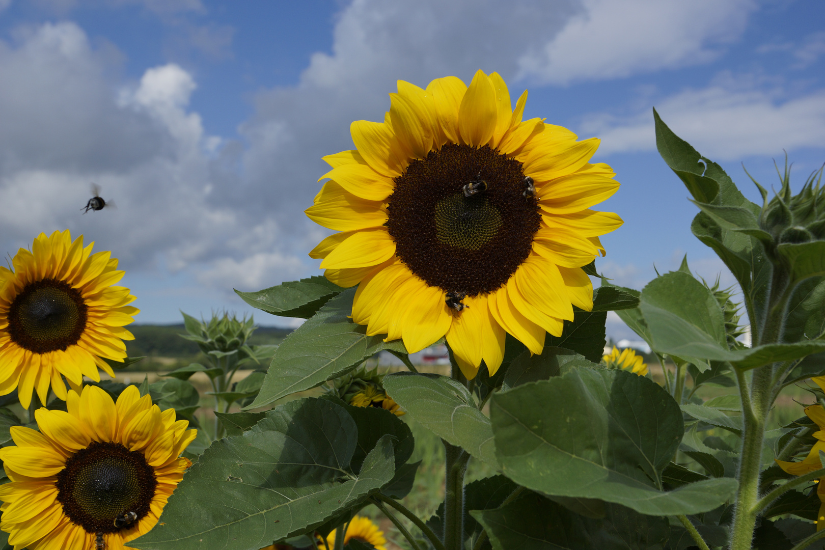 Lass die Sonne in mein Herz 1